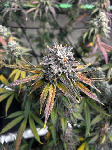 Pink Passion Fruit — flower, day 111