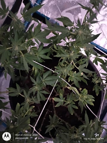 Georgia Pie Female Photo — flower, day 88