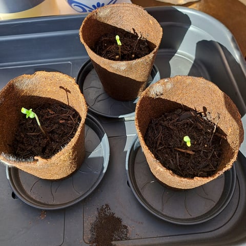 Runtz — seedling_rooting, day 1