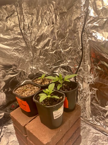 2nd Grow Ever — vegetative, day 12