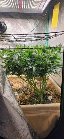10G's — flower, day 52