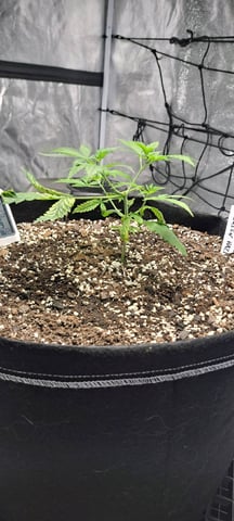 Hawaiian Haze  — vegetative, day 20