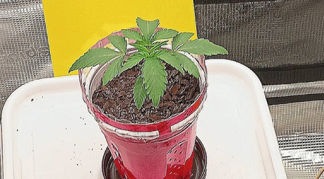 TentPlantLightFan — vegetative, day 19