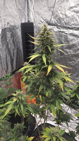 Beginner - My first grow has been an incredible experience so far! — flower, day 82