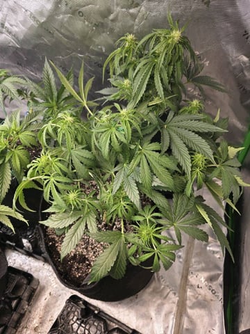 Hazy Daze — vegetative, day 41