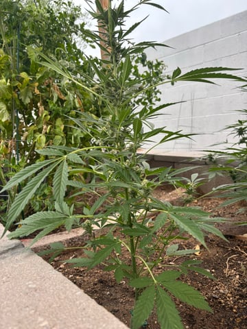 new seeds grow #2 — flower, day 66