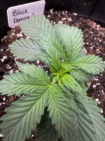 SSH and BD — flower, day 25