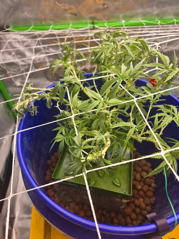 Fastbuds Autoflower Run — flower, day 49