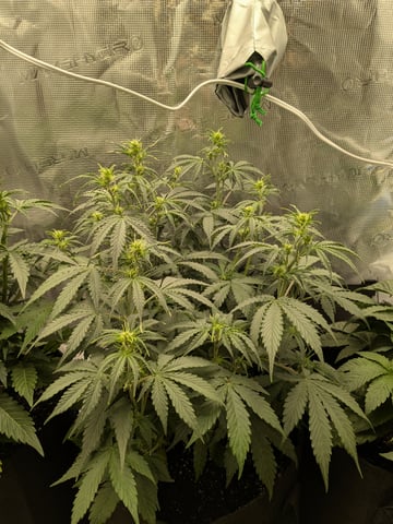 first grow — flower, day 28