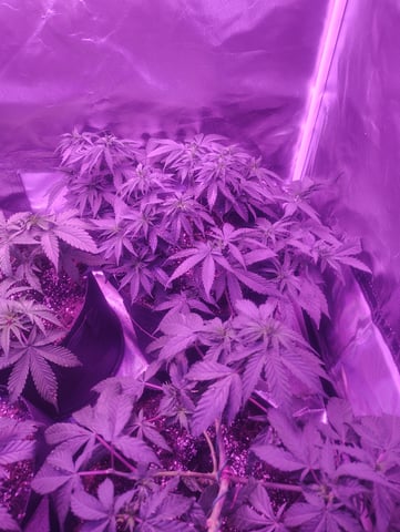 3 in flower — vegetative, day 11
