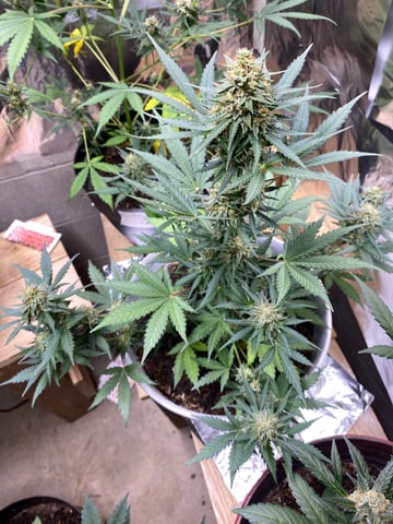 Rainbow Mints — flower, day 47