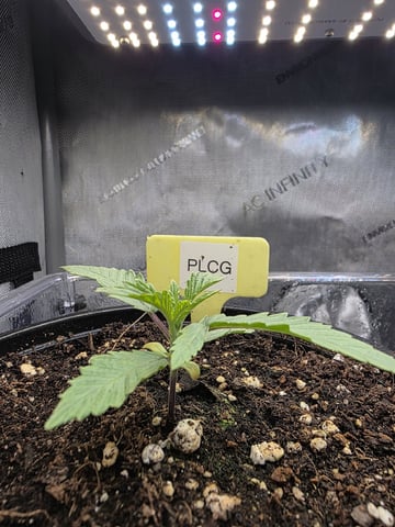 Granny Candy and PLCG — grow_setup, day 17