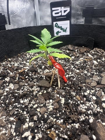 Gorilla Cookies — 1st Grow — vegetative, day 25