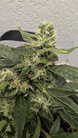 Sativa Summer Autos — flower, day 59