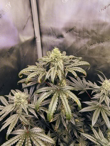 Athena Run  — flower, day 80