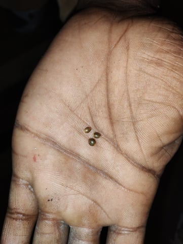 Joker Auto Flower — germination, day 1