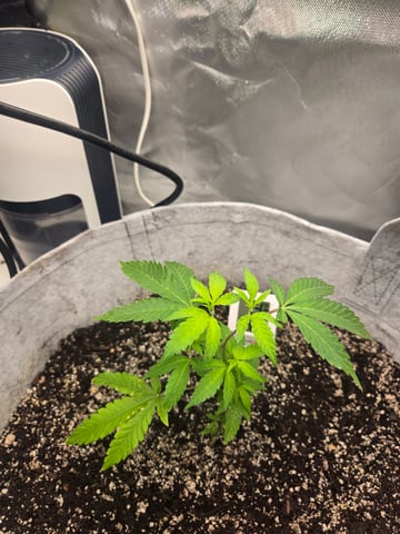 Looking for advice! — vegetative, day 8