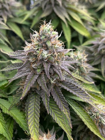 Gorilla Zkittlez & RS #11 — flower, day 96