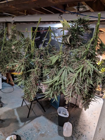 flipped to flower — flower, day 48