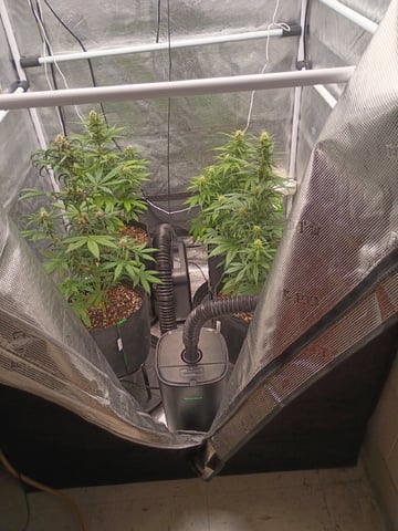 FastBuds-Auto Mix Pack-Quad Mystery — flower, day 43