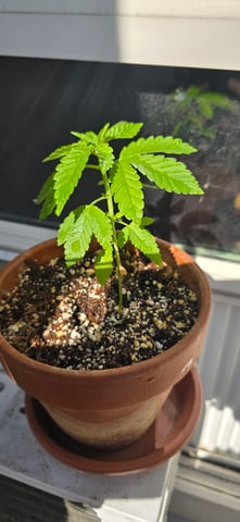 Mystery Weed Plant — vegetative, day 40