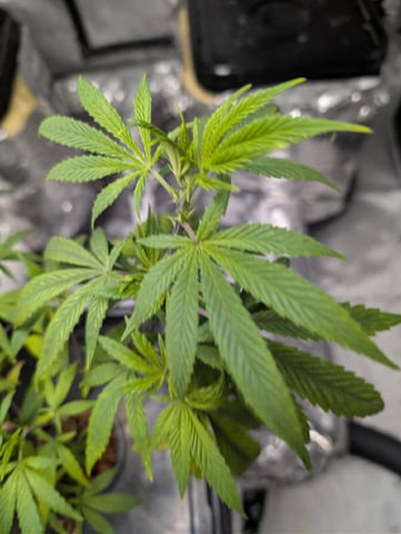 Black African Magic feminization  — vegetative, day 1