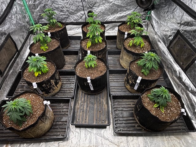 Mixed Freebies — vegetative, day 35