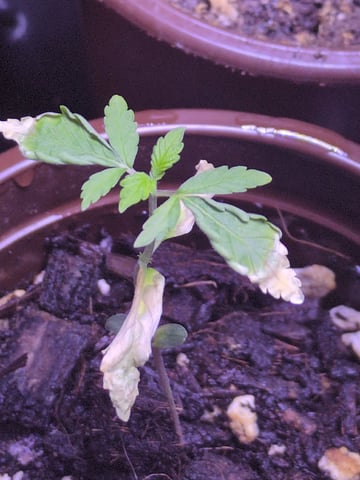 Audrey III — seedling_rooting, day 18