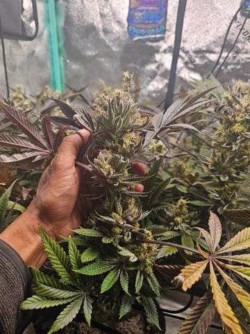 first grow — flower, day 112