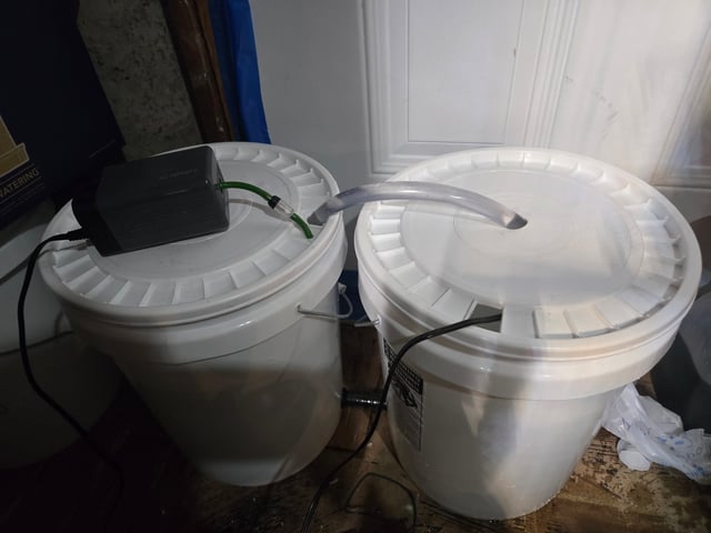 First Grow — flower, day 67