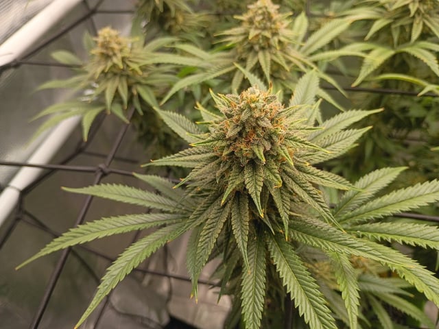 FastBuds Photo-Lemon Mandarin  — flower, day 131