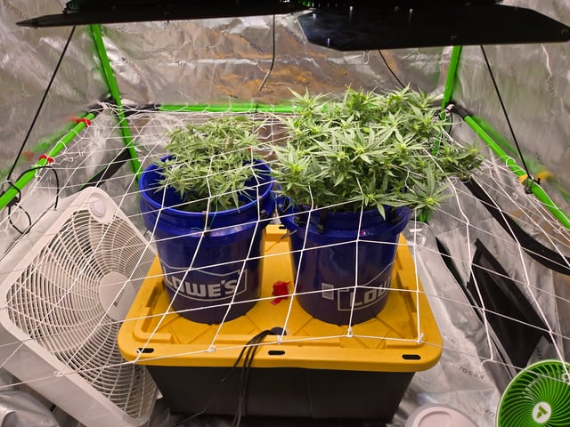 Fastbuds Autoflower Run — flower, day 51