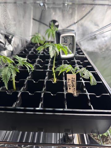Gas Man #1 — vegetative, day 64