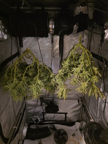 lilac diesel Rbx2