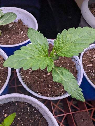 Spring 25 Grow — vegetative, day 11