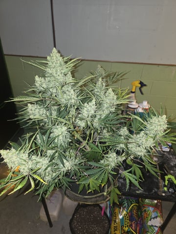 Autos AGAIN — flower, day 73