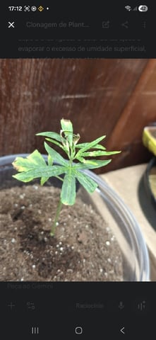 1st Grow - ROYAL MOBY (indoor)(photop.) — flower, day 99