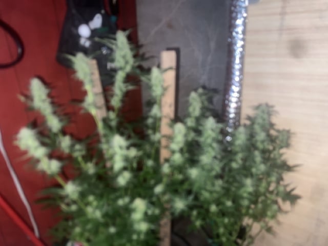 Ak-47 (Fast Verison) and pine Auto  — harvest, day 85