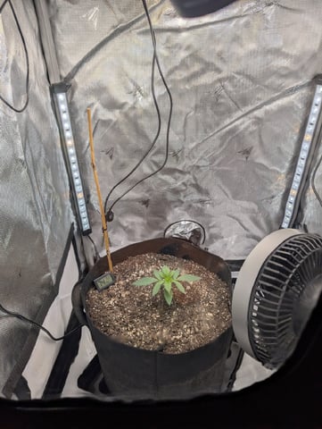 Cinderella 99 — vegetative, day 17