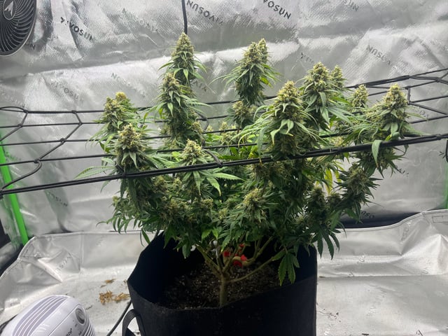 Blue Dream Photos — flower, day 104