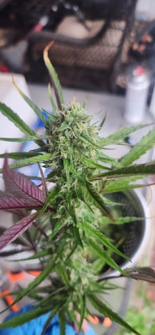 1st grow Dr. Nefario — flower, day 133