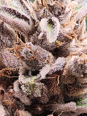 Another round of Mephisto Genetics from Schoolyard Crush and Do-si-delirium drops. — flower, day 94