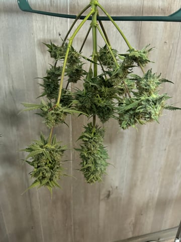 Grow Number 2 — harvest, day 65