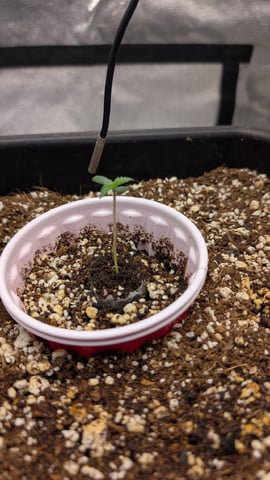 Lemon Cherry Gelato Auto — seedling_rooting, day 6