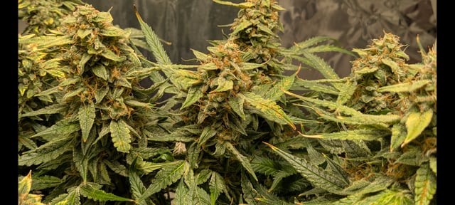 first grow — flower, day 123