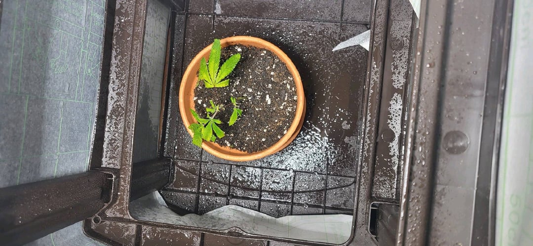 1st grow indoors(cardboard box to 2x2x4 to 5x5x6)