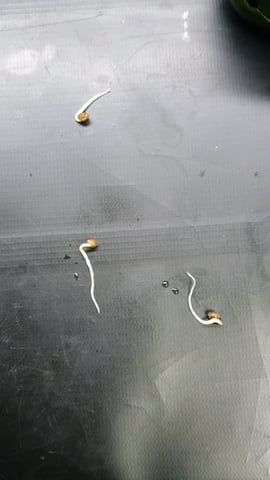 4 Plant Maddog724 Batch 0001-01 — germination, day 1