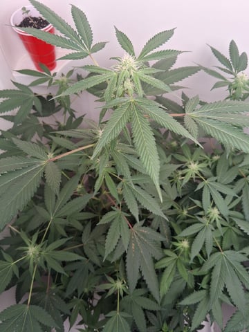 S&D  First Grow — flower, day 59