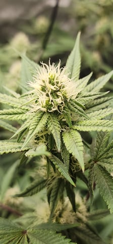 First clones (Dr nefario)  — flower, day 52