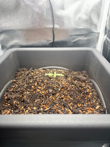 test 1 vanilla gelato — seedling_rooting, day 1